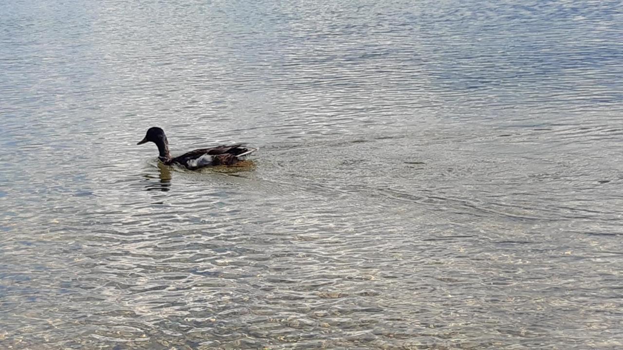 Wildente Am See Maishofen Bagian luar foto
